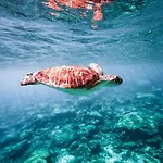Zoe's By Turtle Bay بروتاراس