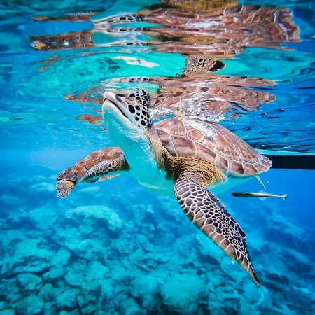 Zoe's By Turtle Bay Villa *