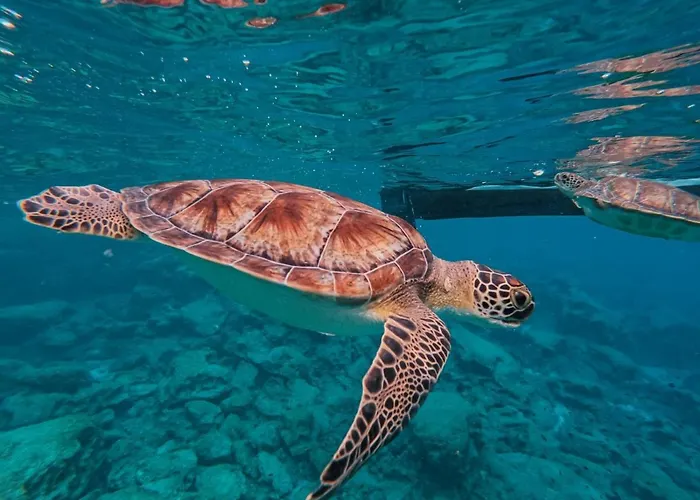 Zoe's By Turtle Bay Villa