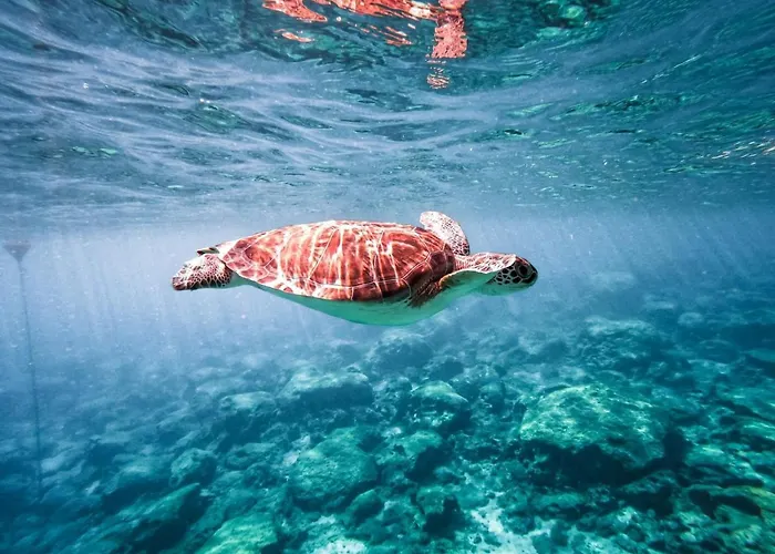 Zoe's By Turtle Bay Protaras