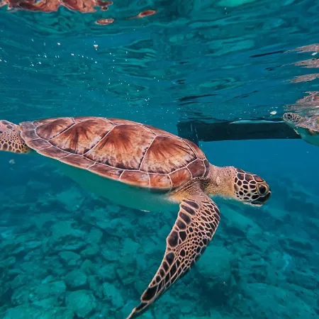 Zoe's By Turtle Bay Vilă