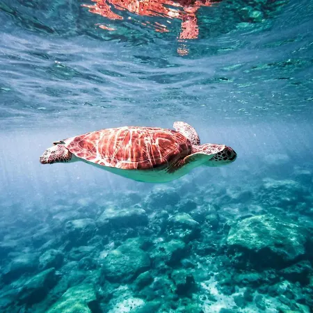 Zoe's By Turtle Bay Protaras